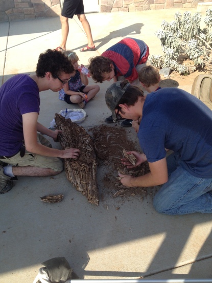 Team Insect scans the wood, frass and other debris for termites.